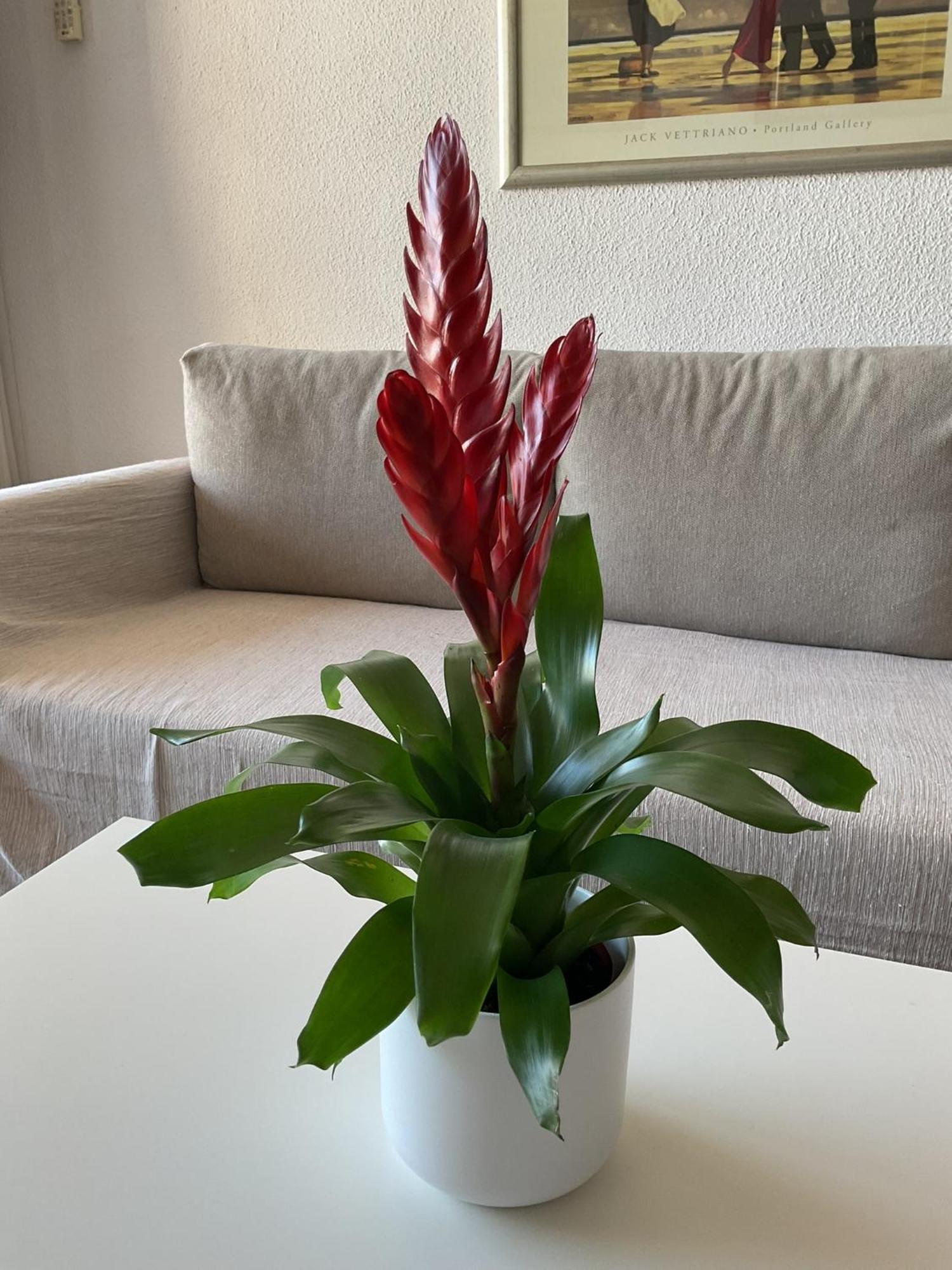 La Nogalera Adresse Mythique Appartement Torremolinos Buitenkant foto